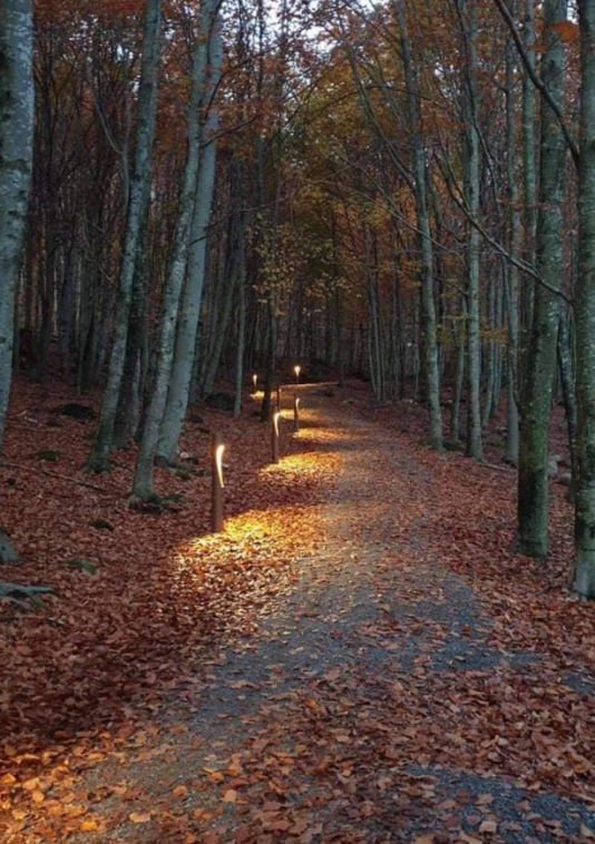 Bokeskogen3